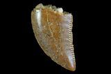 Serrated, Raptor Tooth - Morocco #74426-1